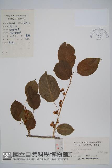 對萼獼猴桃藏品圖，第1張