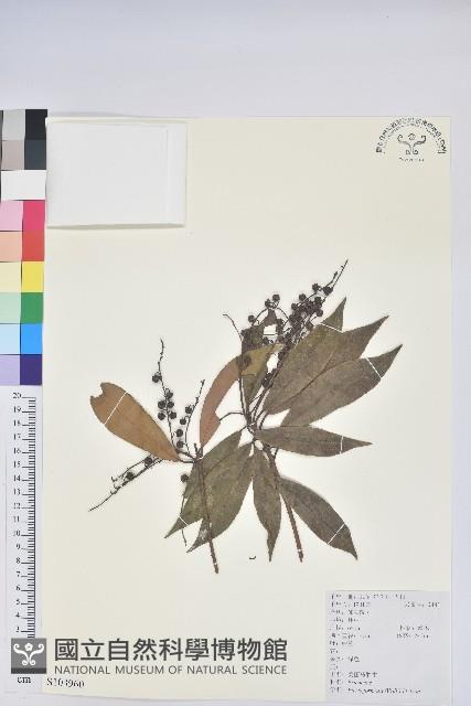 美麗馬醉木藏品圖，第1張