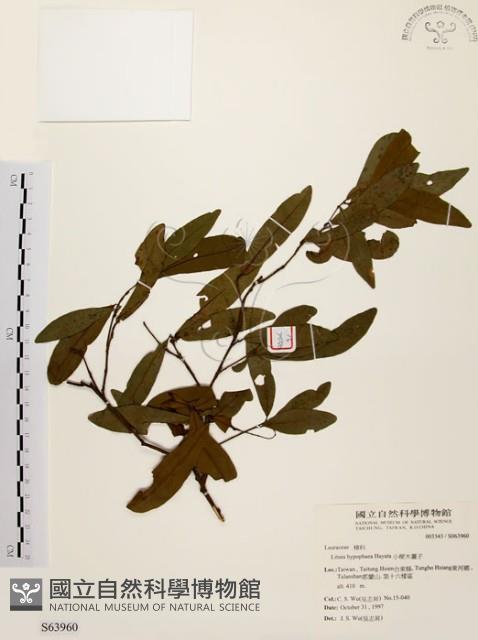 黃肉樹, 小梗木薑子藏品圖，第1張