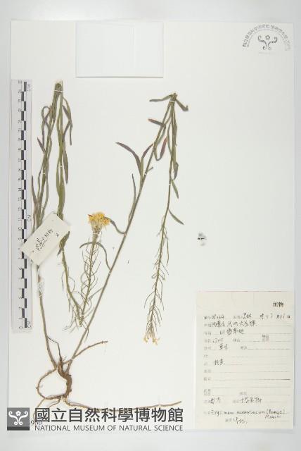 糖芥藏品圖，第1張