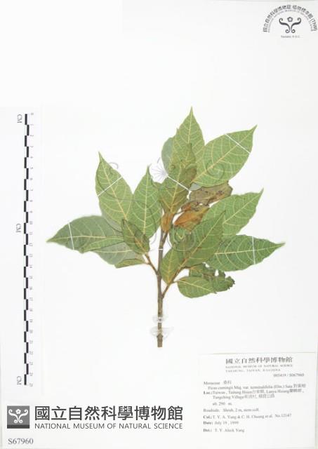 對葉榕藏品圖，第1張