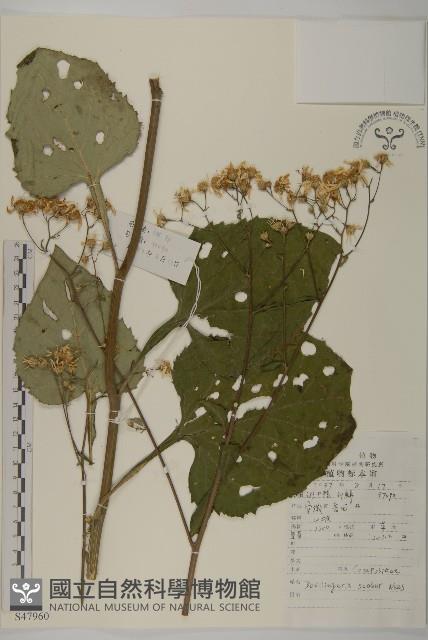 東風菜藏品圖，第1張