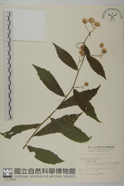 大頭艾納香藏品圖，第1張