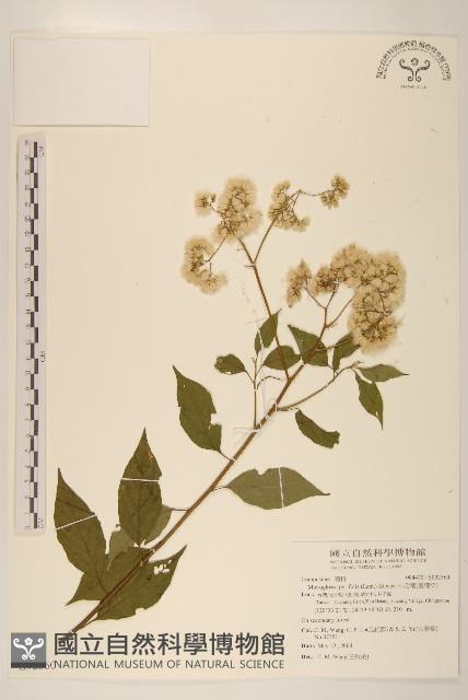 小舌菊、蔓綿菜藏品圖，第1張