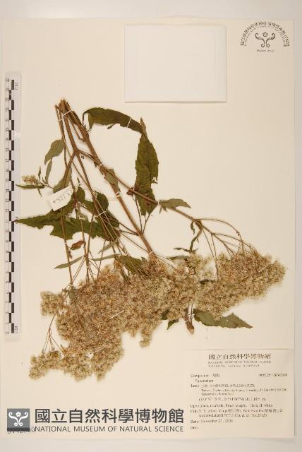 登錄號:S142560藏品圖，第1張