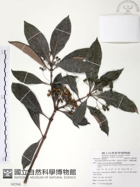 九節木、牛屎烏、青龍吐霧藏品圖，第1張