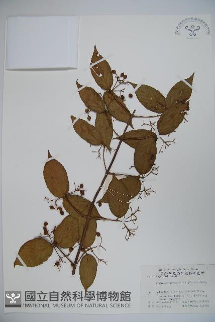 宜昌莢迷藏品圖，第1張