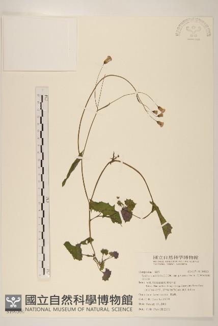 紫背草藏品圖，第1張