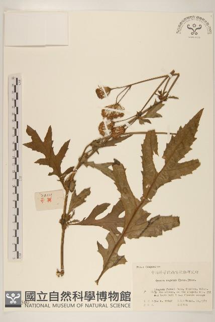 三七草藏品圖，第1張