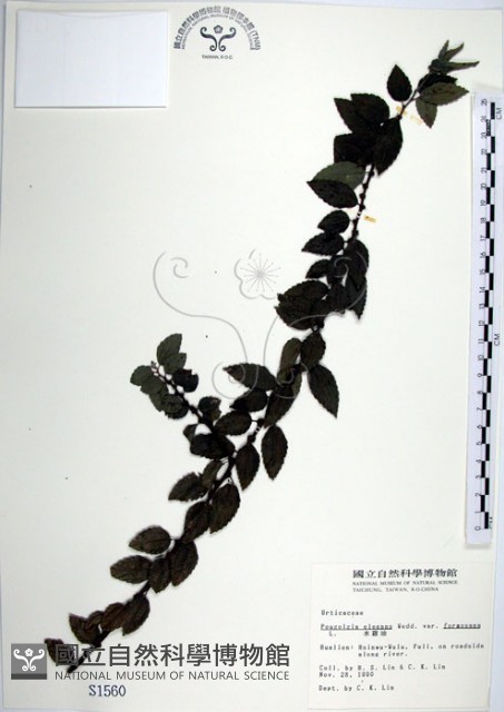水雞油藏品圖，第1張