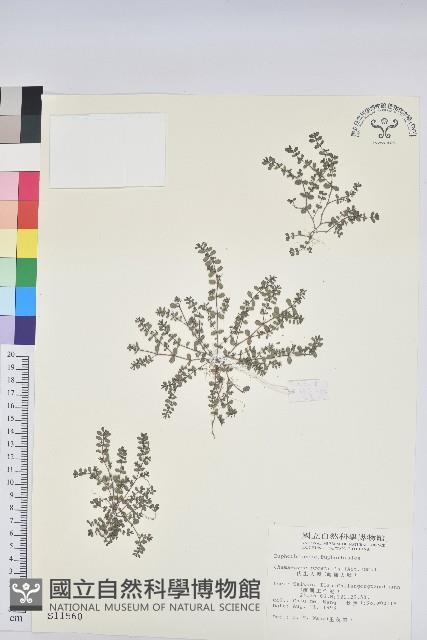 伏生大戟藏品圖，第1張