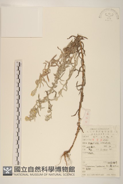 秋鼠麴草藏品圖，第1張