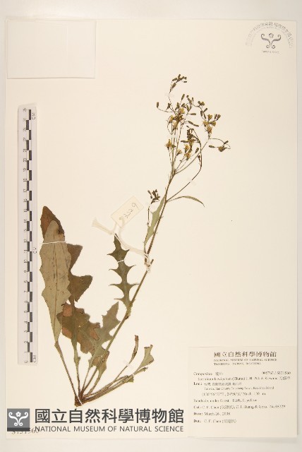 刀傷草藏品圖，第1張