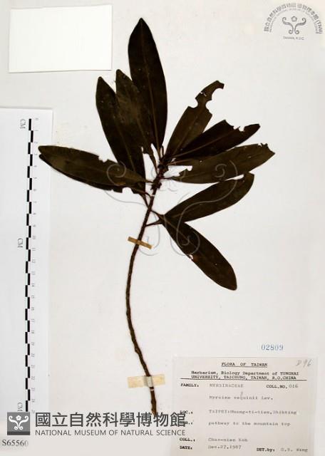 大明橘藏品圖，第1張