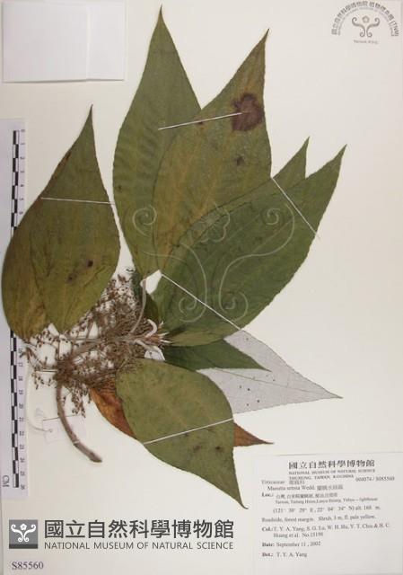 蘭嶼水絲麻藏品圖，第1張