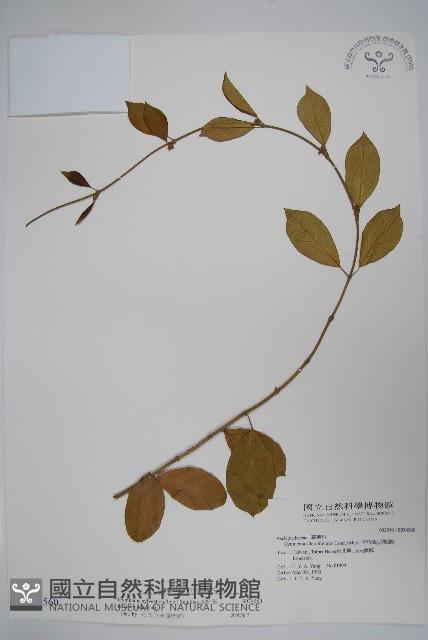 武靴藤藏品圖，第1張