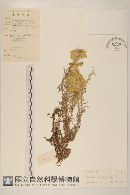 秋鼠麴草藏品圖，第1張