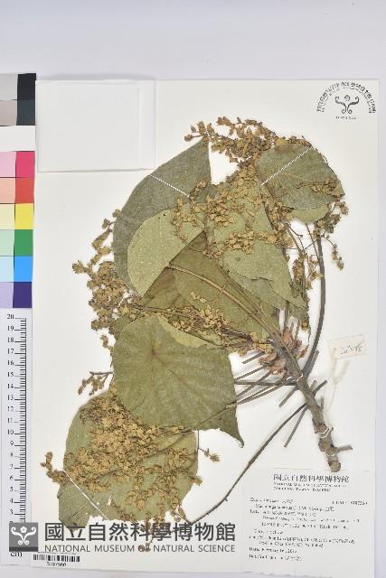 血桐藏品圖，第1張