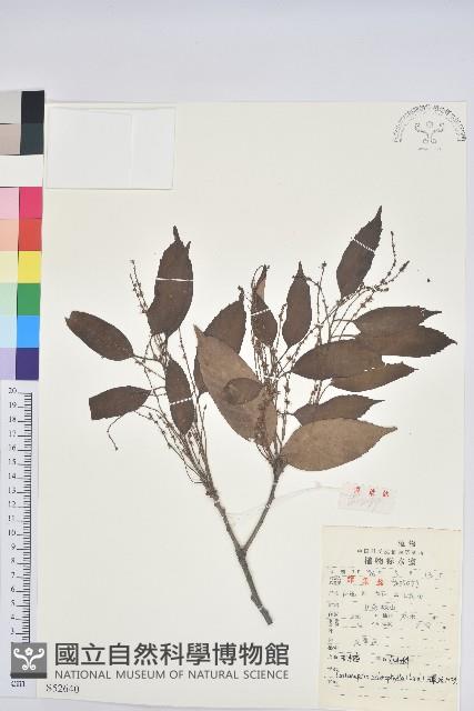 苦櫧栲藏品圖，第1張