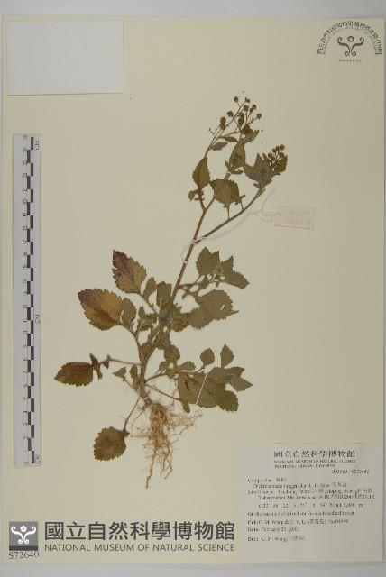 茯苓菜藏品圖，第1張