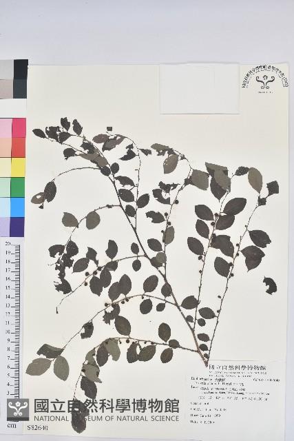 紅仔珠藏品圖，第1張