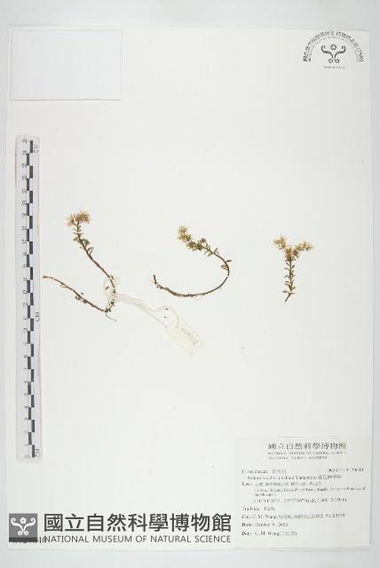 森氏佛甲草藏品圖，第1張