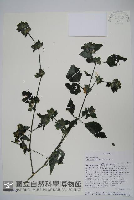 登錄號:S100640藏品圖，第1張