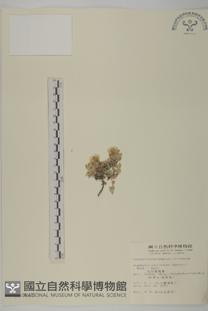 尼泊爾籟簫藏品圖，第1張