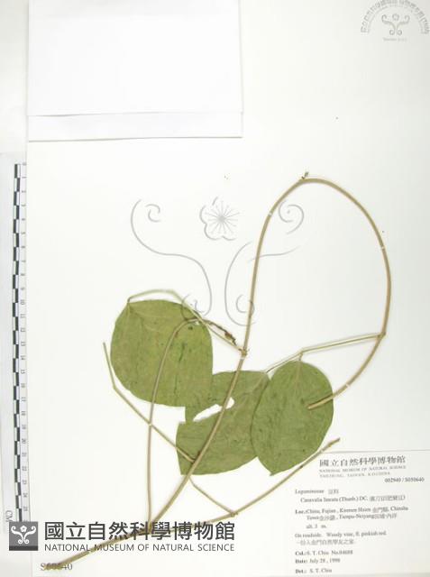 肥豬豆藏品圖，第1張