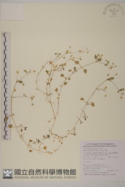 繁縷藏品圖，第1張