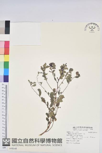 紅仔珠藏品圖，第1張