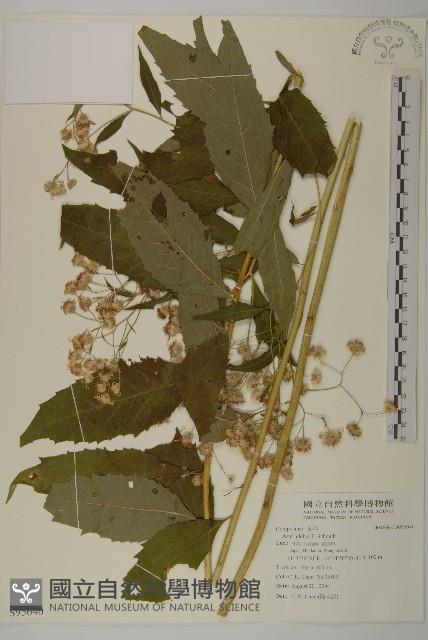 登錄號:S095640藏品圖，第1張