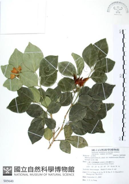 長果月橘藏品圖，第1張