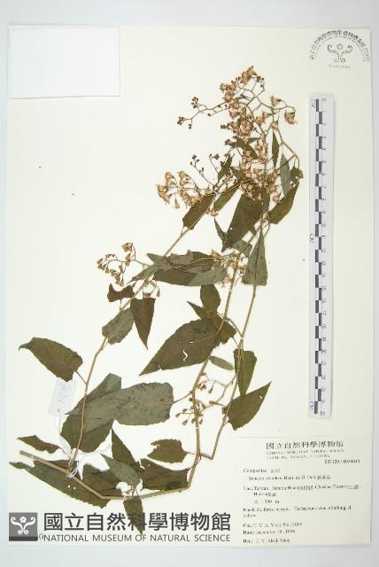 蔓黃菀藏品圖，第1張