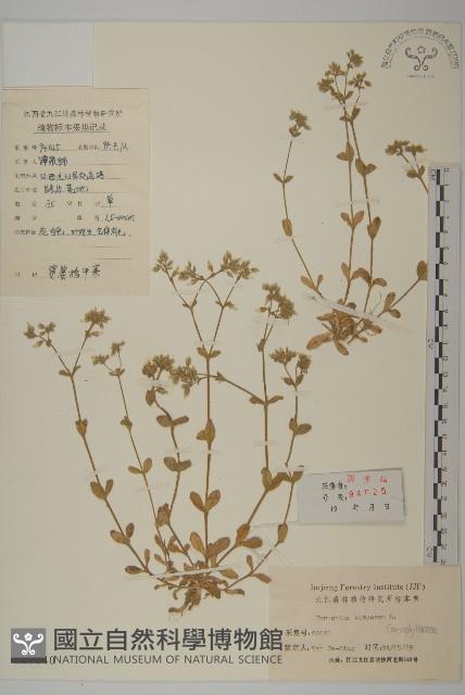 婆婆指甲菜藏品圖，第1張