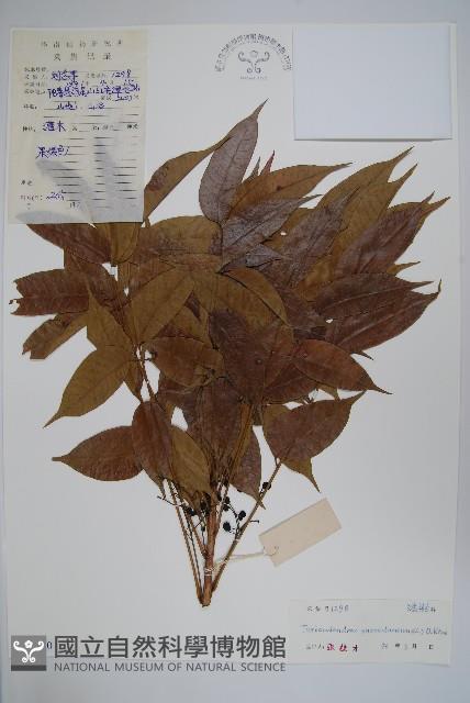 野漆、木臘樹藏品圖，第1張