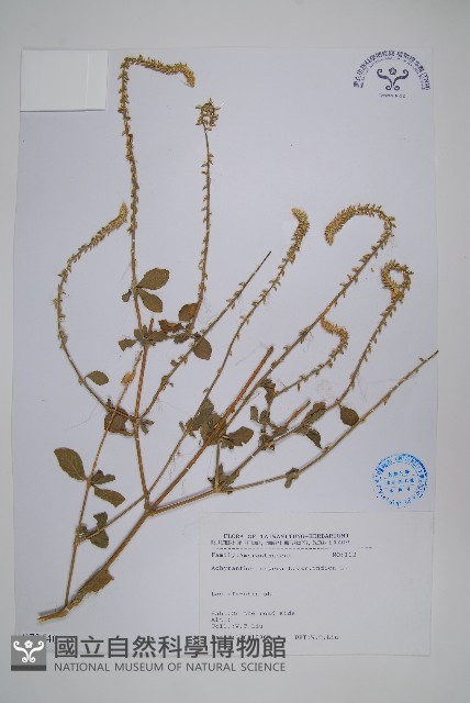 印度牛膝、土牛藤藏品圖，第1張