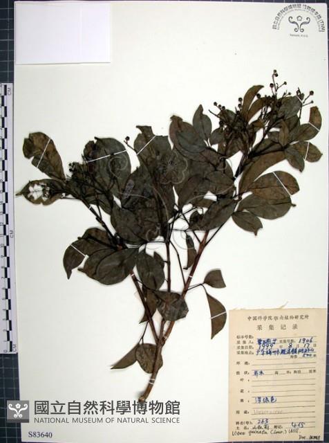 山埔姜藏品圖，第1張