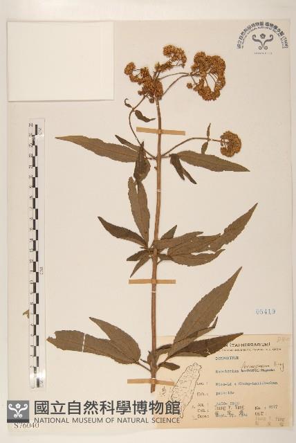 臺灣澤蘭藏品圖，第1張