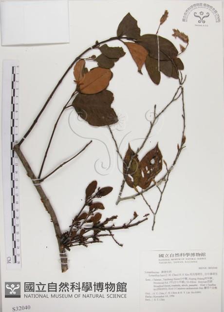 高氏桑寄生藏品圖，第1張