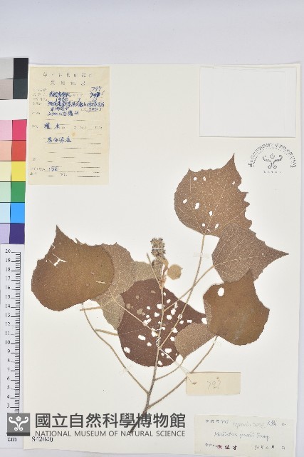 紅葉野桐藏品圖，第1張