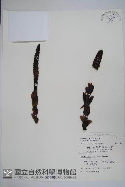 穗花蛇菰藏品圖，第1張