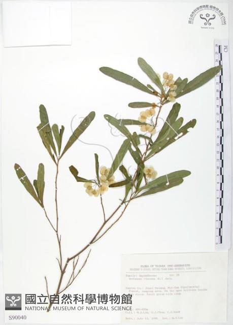 車桑子藏品圖，第1張