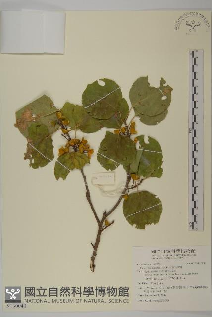 大葉南蛇藤藏品圖，第1張