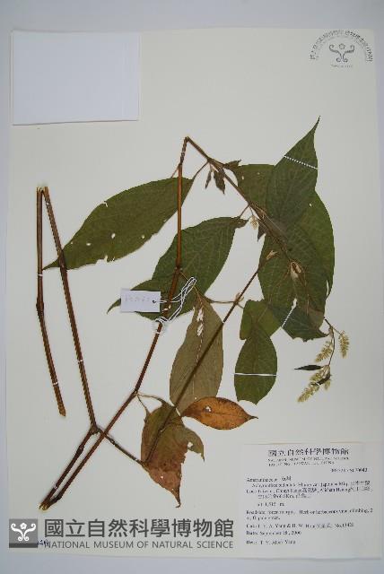 日本牛膝藏品圖，第1張