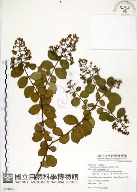 九芎藏品圖，第1張