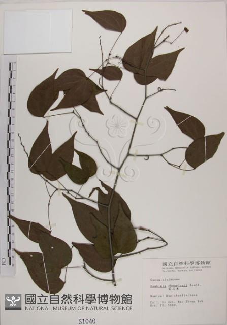 菊花木藏品圖，第1張