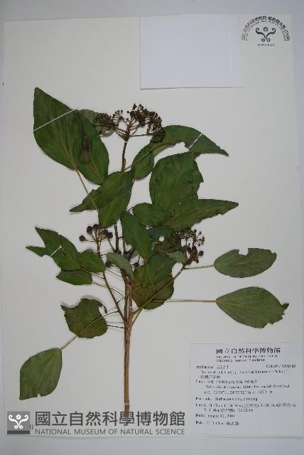 臺灣常春藤藏品圖，第1張