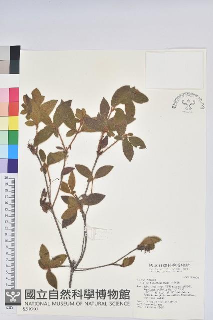 金毛杜鵑藏品圖，第1張