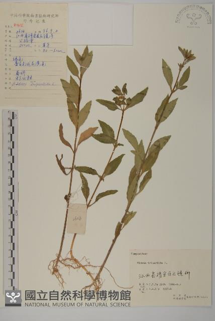 狼把草藏品圖，第1張